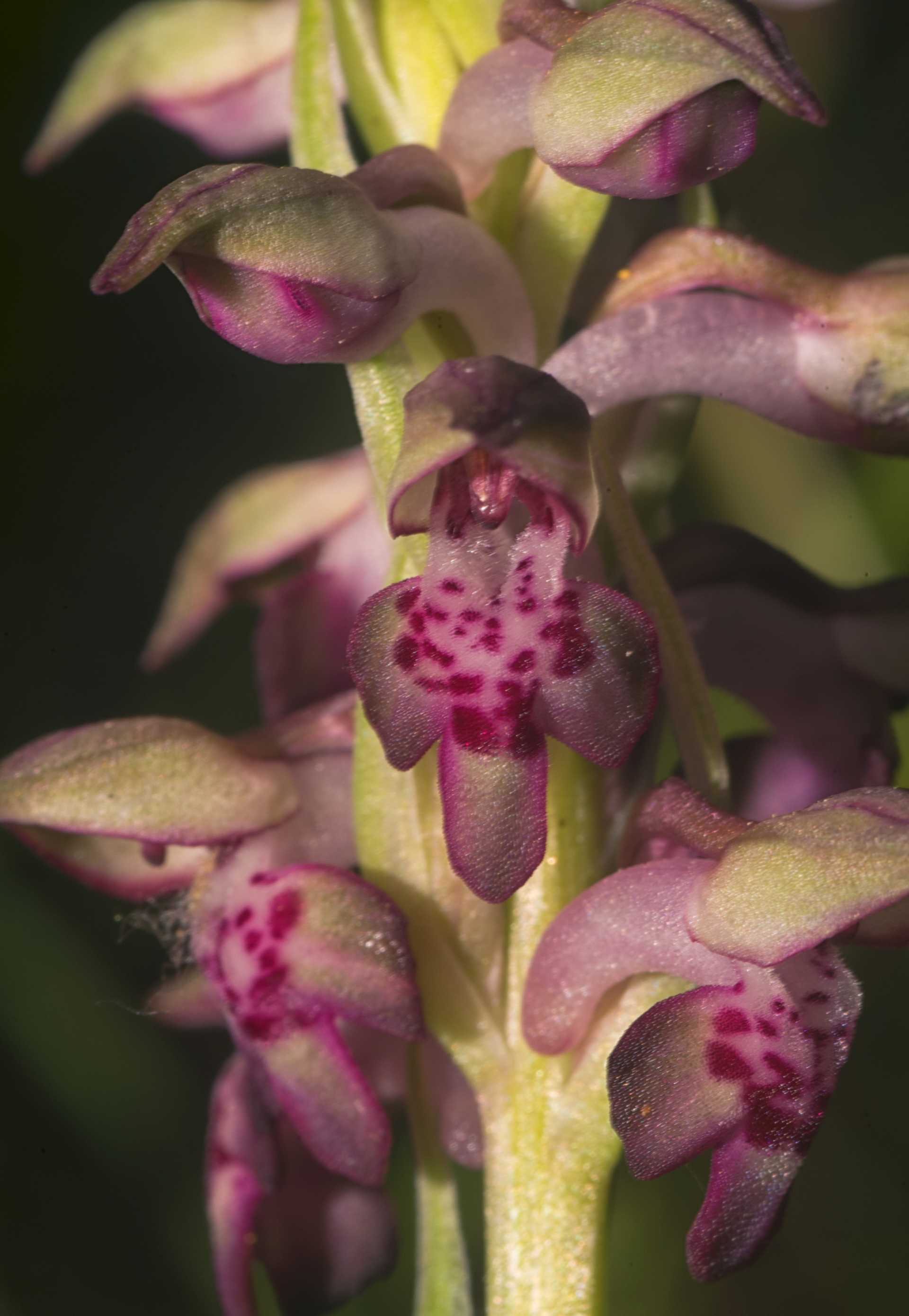 Anacamptis coriophora, l''orchidea che odora di cimice, ma non qui da noi